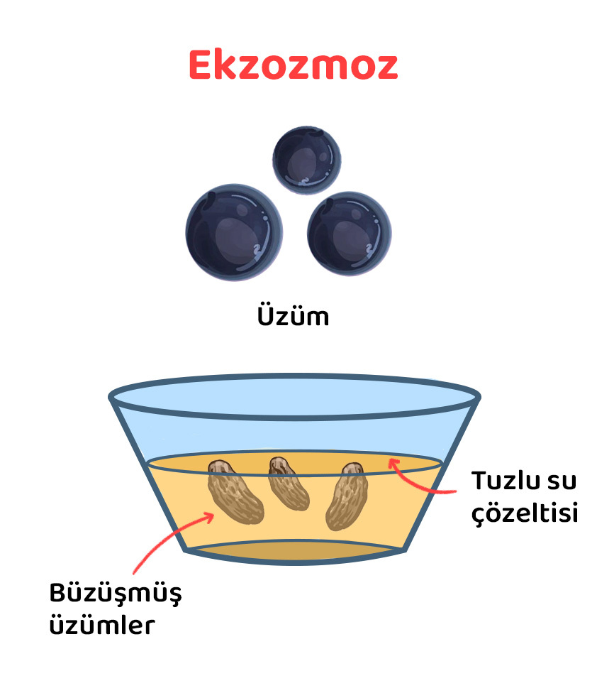 Ozmoz Nedir T B TAK Bilim Gen Dif zyon Ve Ozmoz Nedir Ortak Ve 